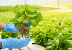 Agriculture & Crop Protection