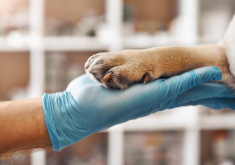 Veterinary & Animal Health