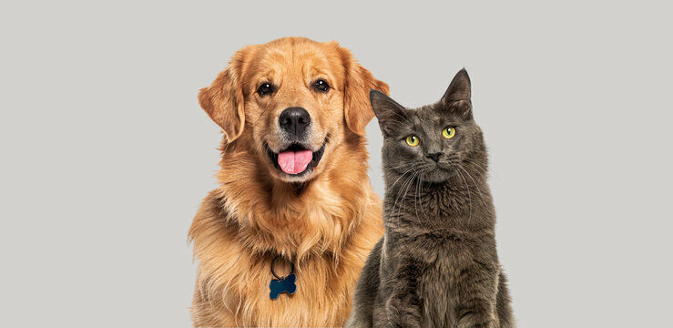 Cat + Dog Pic
